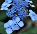 Hydrangea serrata 'Isusai-jaku', 7.5L,Hortensia_