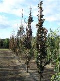 Fagus sylv. Atropunicea, 150/175 Blote wortel, Rode Beukenhaag Spil_