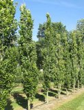 Fagus sylvatica, 175/200 Blote wortel, Beukenhaag Spil_