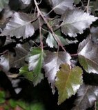 Betula pendula 'Purpurea', 150/175 90L,meerstammig, Ruwe berk_