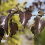 Betula pendula 'Purpurea', 150/175 90L,meerstammig, Ruwe berk_