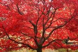 Parrotia persica, 12/14 Draadkluit, Perzisch ijzerhout_