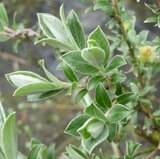 Salix repens, Kruipende wilg, 0+1 40-60_