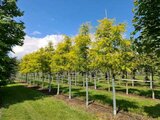 Gleditsia triac. 'Sunburst', 10/12 Blote Wortel, Amerikaanse Christusdoorn_