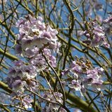 Paulownia tomentosa, 12/14 Blote wortel_