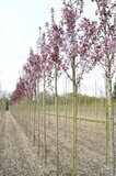 Prunus ser. 'Royal Burgundy', 10/12 Blote wortel, Japanse sierkers_