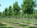 Pyrus call. 'Chanticleer', 8/10 Blote wortel, Sierpeer_