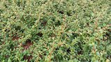 Cotoneaster suecicus 'Coral Beauty' P9, Dwergmispel_