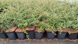 Cotoneaster 'Coral Beauty', 1.5L Dwergmispel_