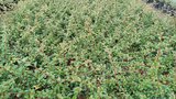 Cotoneaster 'Coral Beauty', 1.5L Dwergmispel_