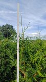 Thuja Atrovirens, 200-220 Kluit, Haagplant, Levensboom_