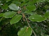 Fagus sylvatica, 125-150 blote wortel, Beukenhaag_