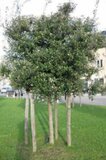 Elaeagnus ebbingei, 8/10 pot, Olijfwilg voorgeleid met rek_