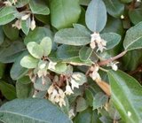 Elaeagnus ebbingei, 8/10 pot, Olijfwilg voorgeleid met rek_