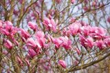 Magnolia 'Galaxy', 14/16 Draadkluit, beverboom_