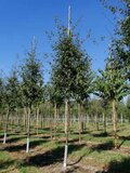 Malus 'Brouwers Beauty', 10/12 Draadkluit, Gele sierappel_