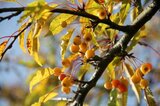 Malus 'Brouwers Beauty', 10/12 Draadkluit, Gele sierappel_