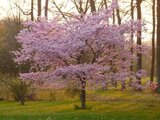 Prunus 'Accolade', 16/18 Draadkluit, Japanse sierkers_