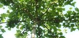 Platanus acerifolia, 12/14 Blote wortel, Dakplataan_