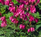 Dicentra formosa 'Luxuriant', Gebroken hartjes_