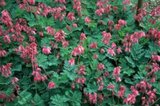 Dicentra formosa 'Luxuriant', Gebroken hartjes_