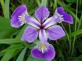 Iris versicolor, iris_