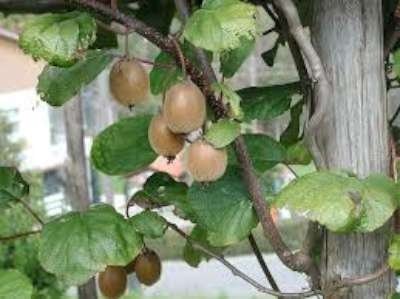 Bessenstruik Voor In De Tuin Goedkoop Van De Kwekerij