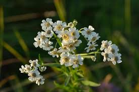 Achillea ptarmica, Duizendblad