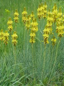 Asphodeline lutea, Jonkerlelie