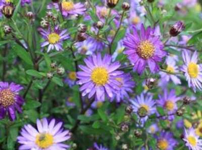 Aster ageratoides 'Asmö', Aster