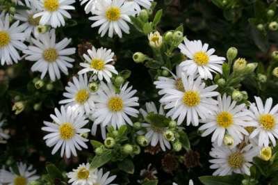 Aster ageratoides 'Starshine' ®