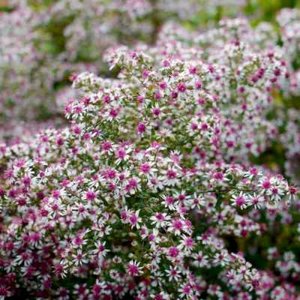 Aster lateriflorus 'Lady in Black'