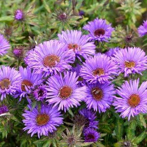 Aster novae-angliae 'Purple Dome', Aster