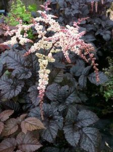 Astilbe 'Chocolate Shogun', ® Pluimspirea