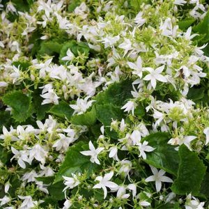 Campanula poscharskyana 'Silberregen', Klokjesbloem