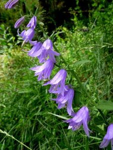 Campanula rapunculoides, Akkerklokje