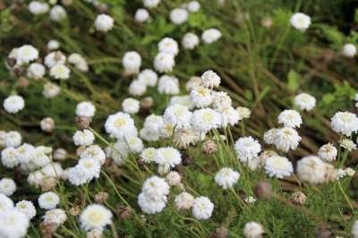 Chamaemelum nobile 'Ligulosum', Roomse kamille