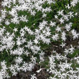 Dianthus arenarius, Anjer