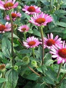 Echinacea pur. 'Little Magnus', Zonnehoed