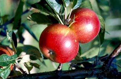 Malus 'Discovery', STRUIK