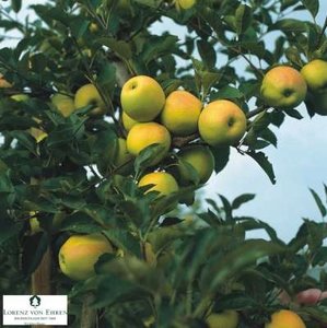 Malus 'Golden Delicious', HOOGSTAM