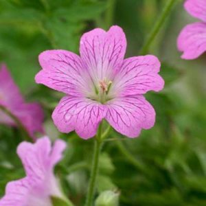 Geranium oxonianum 'Claridge Druce', Ooievaarsbek