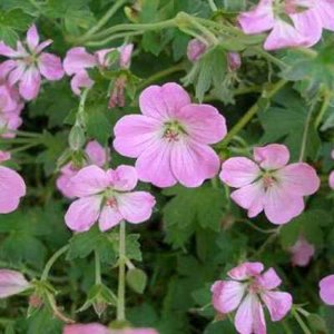 Geranium riversleaianum 'Mavis Simpson', Ooievaarsbek