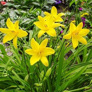 Hemerocallis lilioasphodelus (= Flava), Daglelie