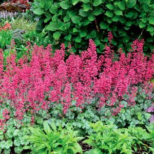 Heuchera 'Paris', ® Purperklokje