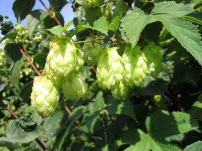 Humulus lupulus, Hop