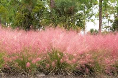 Muhlenbergia capillaris