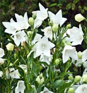 Platycodon grandiflorus 'Fuji White'