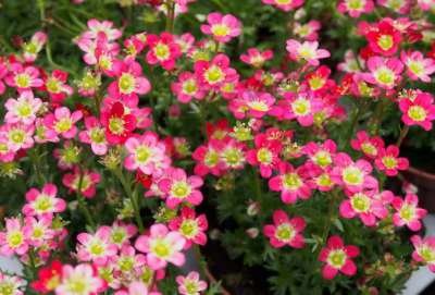 Saxifraga arendsii 'Pixi Pan Red', Steenbreek