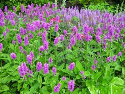 Stachys officinalis, Andoorn